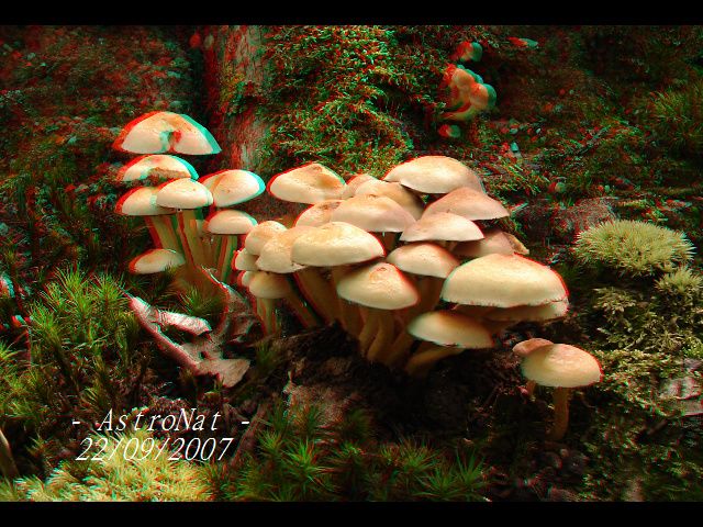 champignons en anaglyphe - image relief 3D