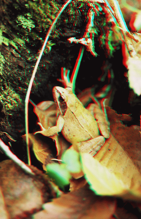 Grenouille rousse en anaglyphe - image relief 3D