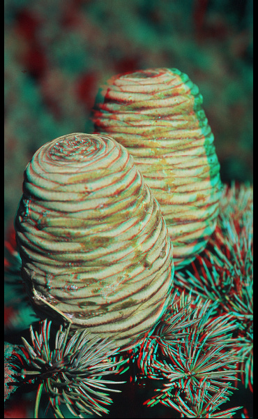 Pommes de cèdre en anaglyphe - image relief 3D